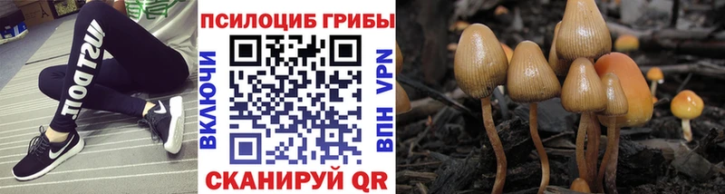 Купить  Мурино  Галлюциногенные грибы прущие грибы 